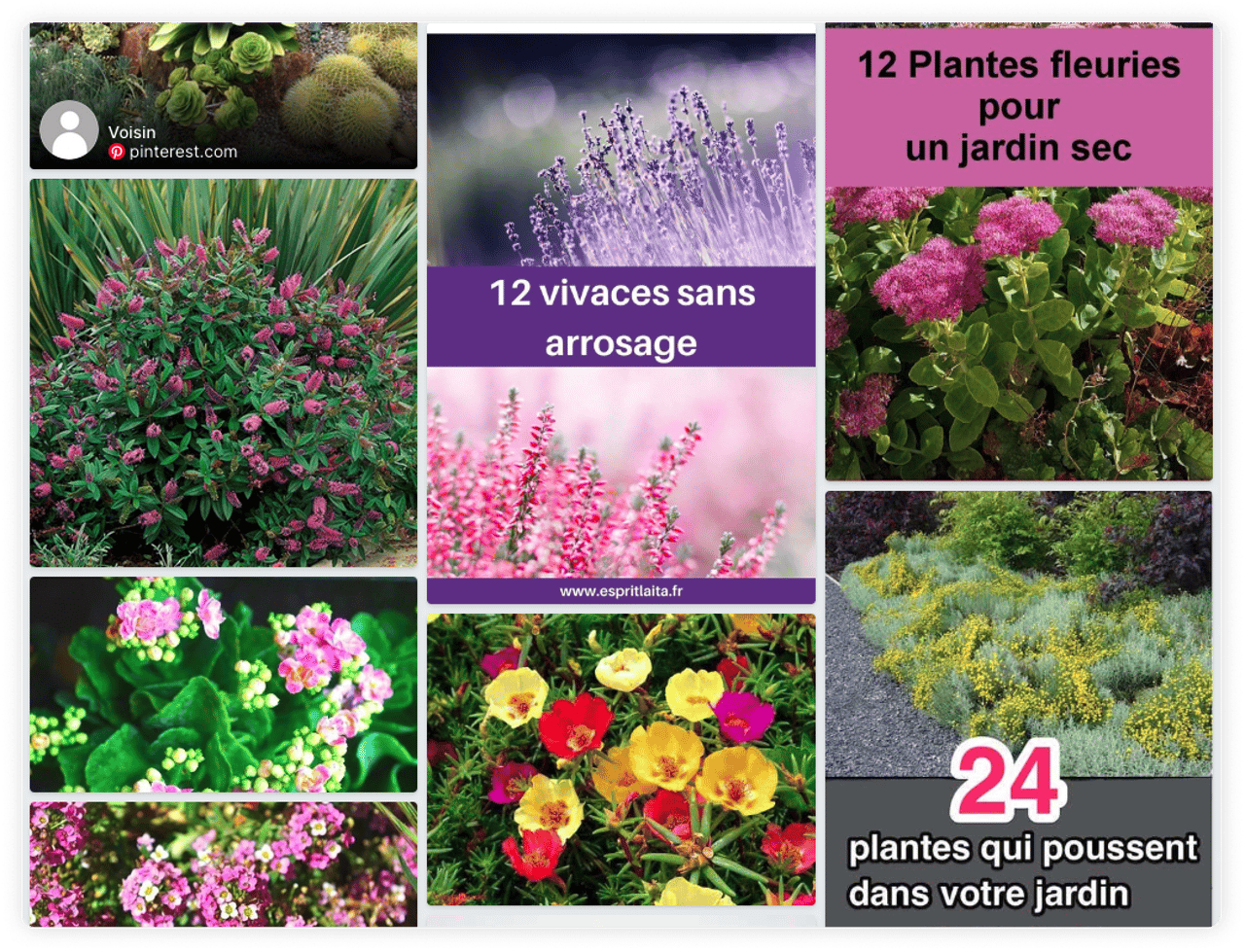 Plants that don’t need water