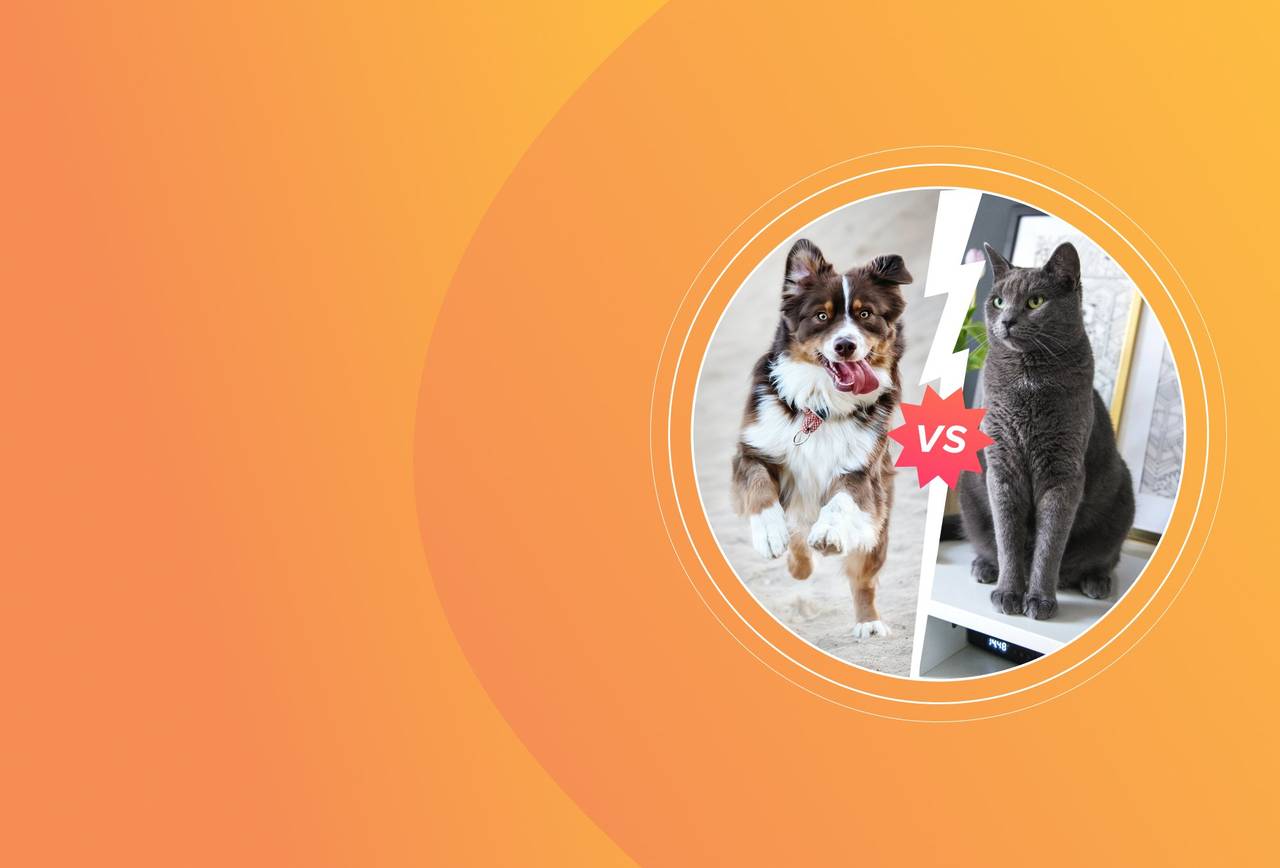 [Исследование] Кошки против собак: кого предпочитают пользователи сети